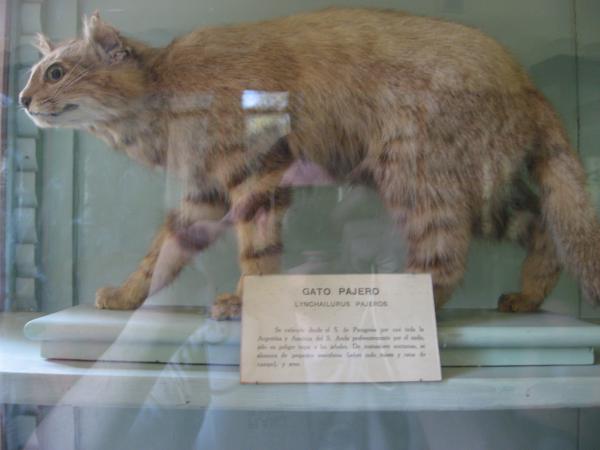 https://llucax.com:443/blog/posts/2009/11/20-gato-pajero.mini.jpg